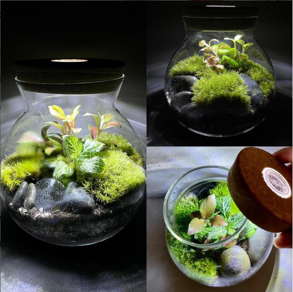 SG instocks Live moss Terrarium with white light