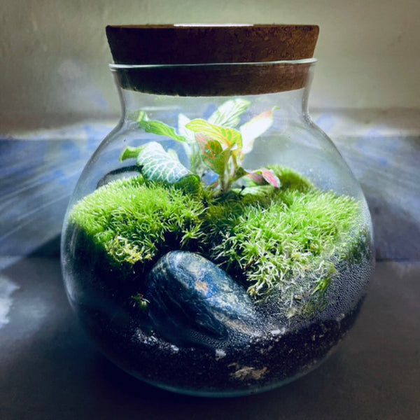 SG instocks Live moss Terrarium with white light