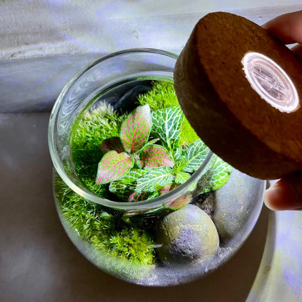 SG instocks Live moss Terrarium with white light