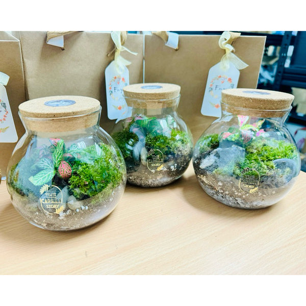 SG instocks Live moss Terrarium with white light