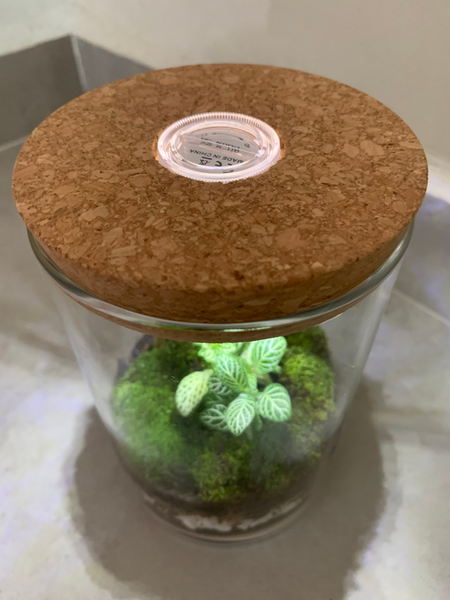 Live Moss Sand Art Terrarium with light (Father’s Day)